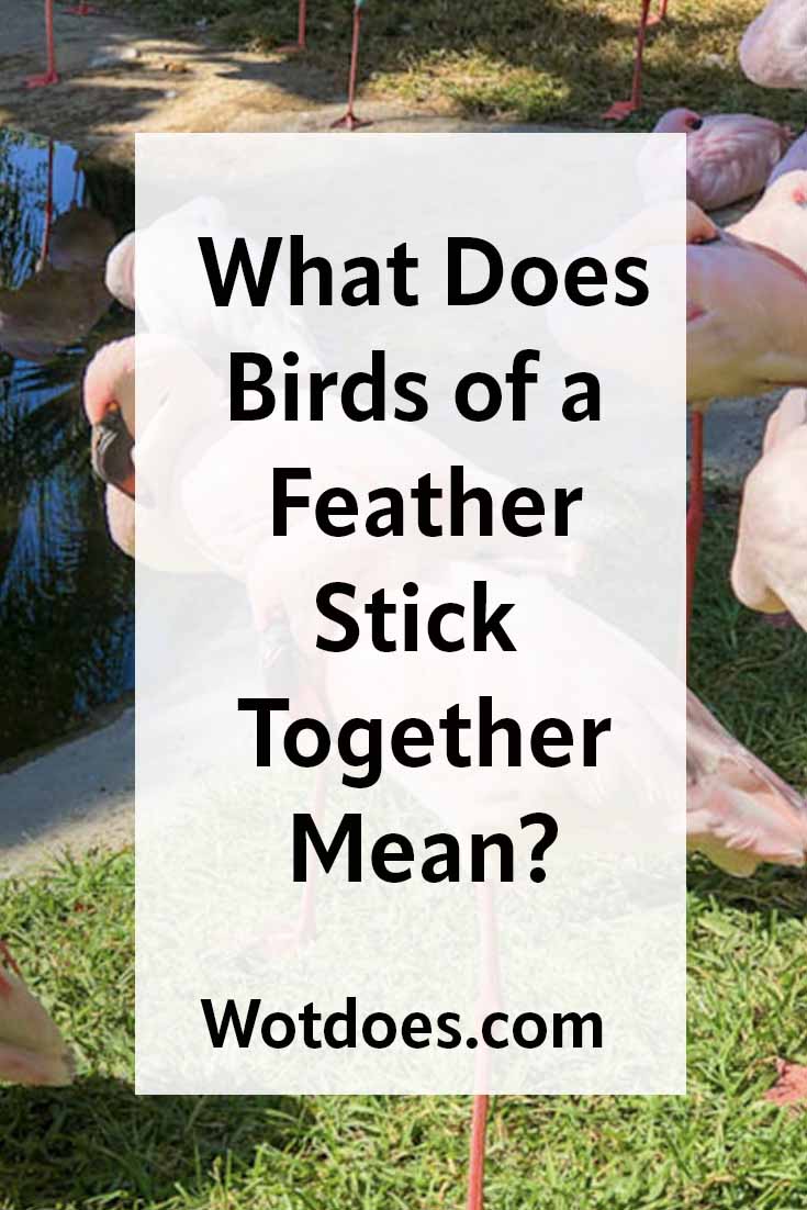 what-birds-of-a-feather-stick-together-mean-wot-does