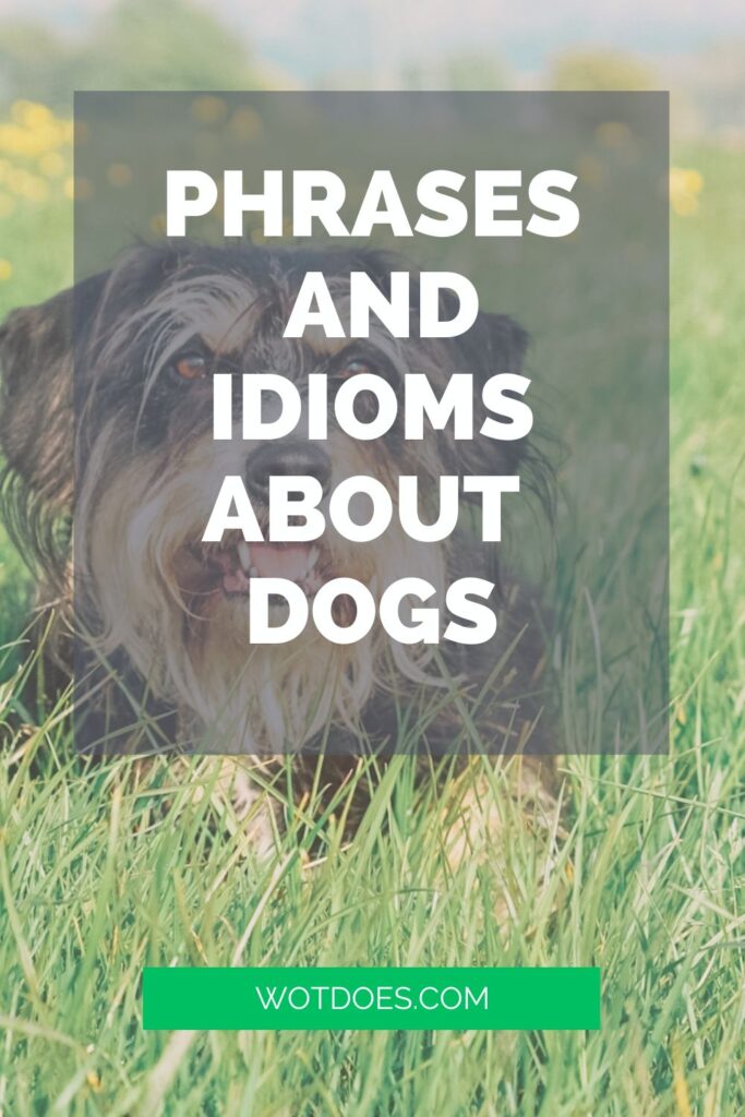 Man's Best Friend Timeless Phrases and Idioms about Dogs