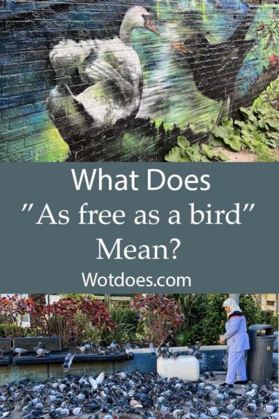 What does as free as a bird mean pin image