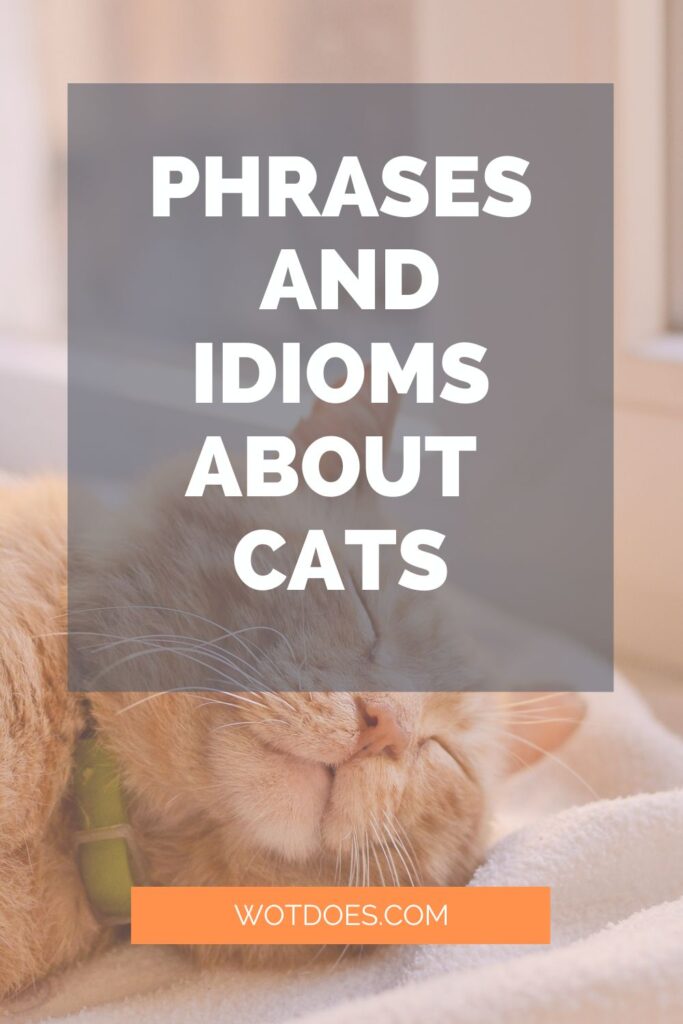 Timeless Phrases and Idioms about Cats