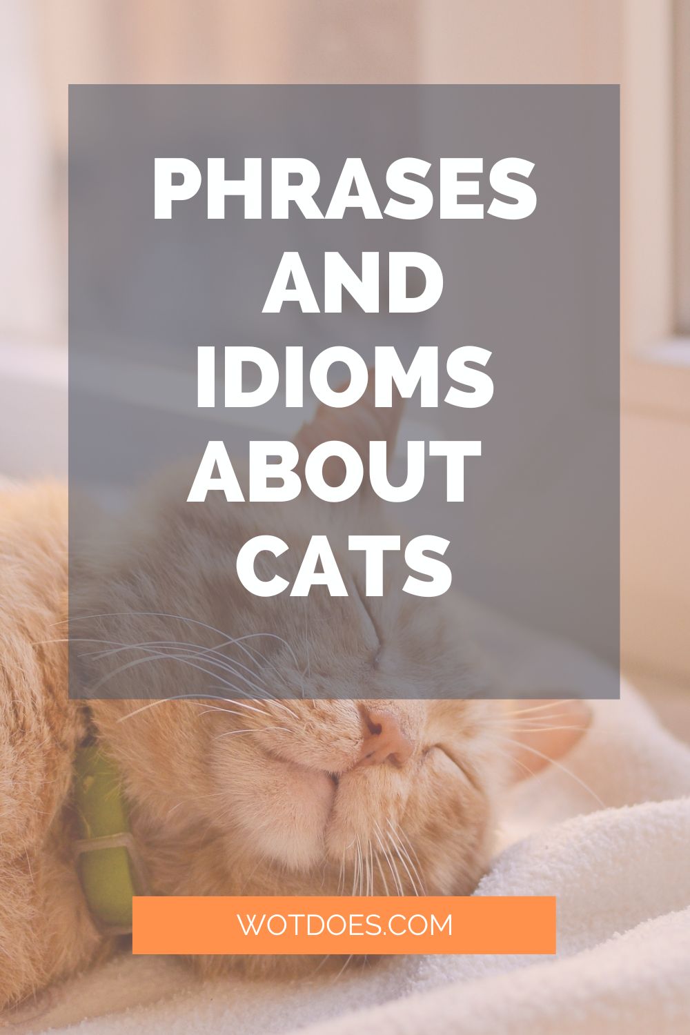 The Feline Mystique: Timeless Phrases and Idioms about Cats - Wot Does...